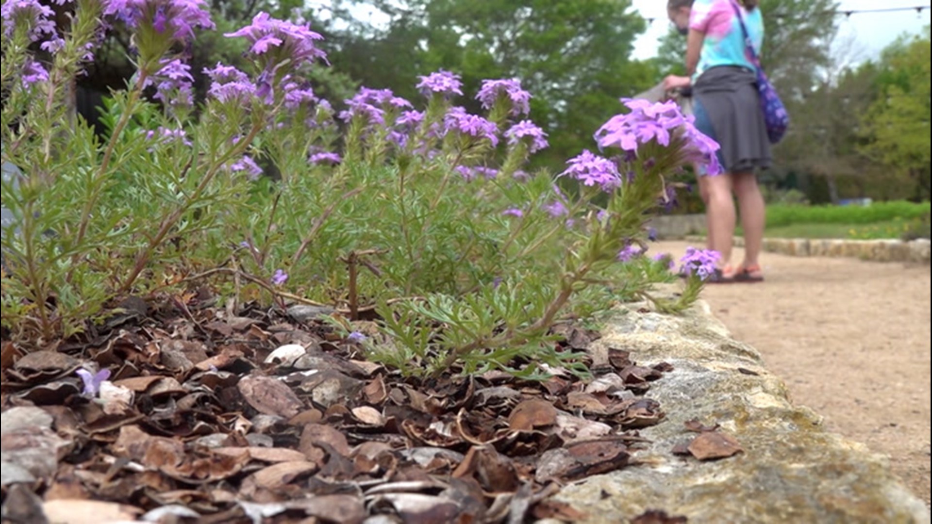 How Texas wildflowers survived the deep freeze