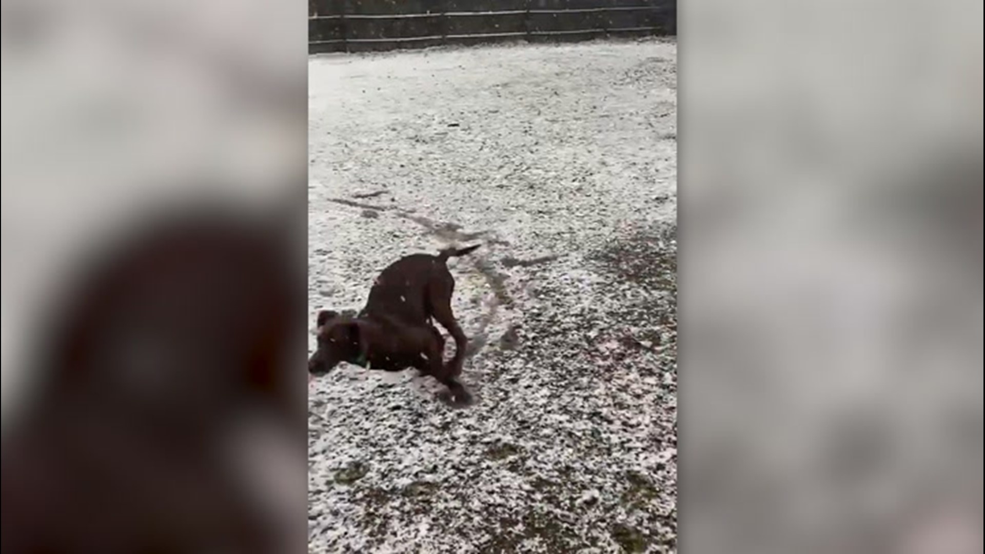 Harper the dog experienced snow for the first time ever on Nov. 30 in Alabama and did what most dogs would do: immediately run around and play in it.