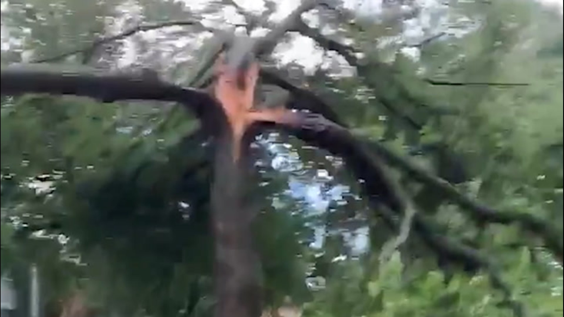 On Sunday night, July 5, lightning struck this tree in Mesquite, Texas, causing the top of the trunk to split in three parts.