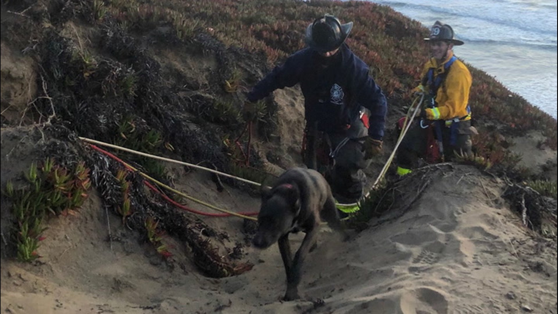This dog was rescued from a cliff at Fort Funston in San Francisco, California, on March 5. The Parks Conservancy describes the area as 'having 200-foot-high sand bluffs where winds blow wildly.'