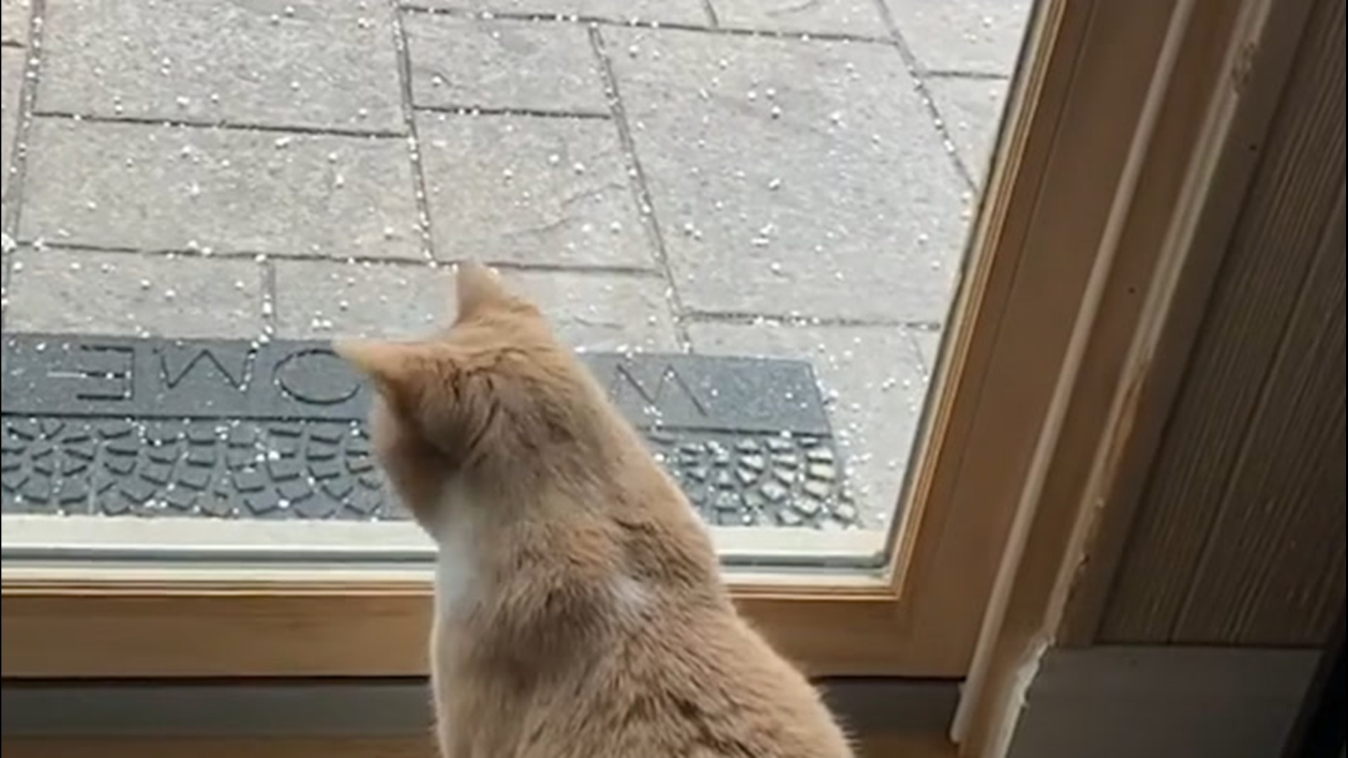 This cat watched in amazement as hail poured down on Shelby Township, Michigan, on April 9