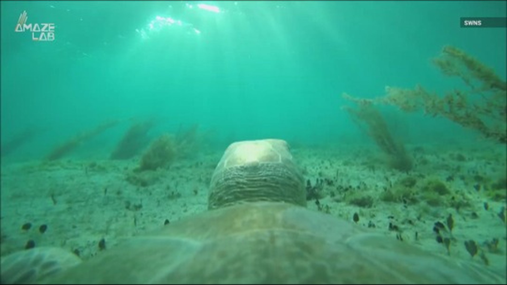 The Oceanogràfic Foundation deployed cameras on sea turtles during their TurtleCam project and got a truly unique view.