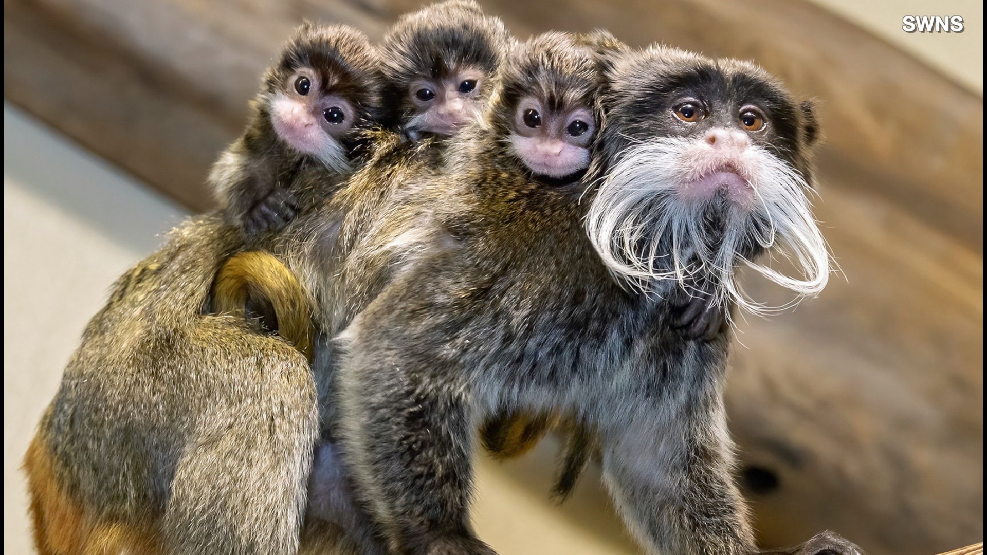 Triplet Baby Monkeys Are Born In The World S Oldest Zoo Wzzm13 Com