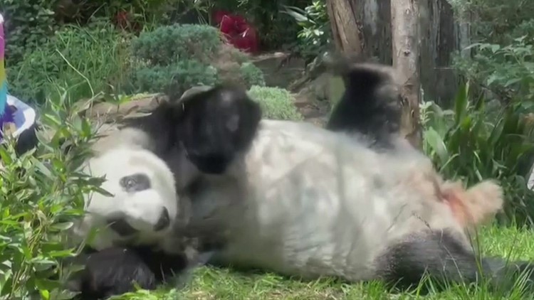 These Amazing Pandas Celebrated a Birthday