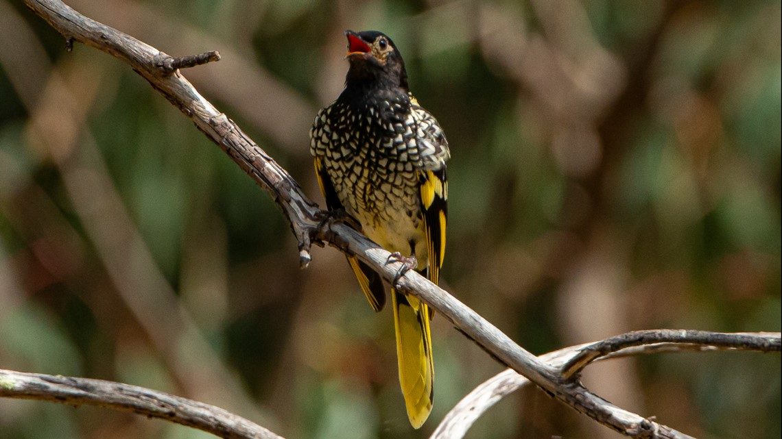 Scientists worry birds loss of song could decline bird species - Vimarsana News