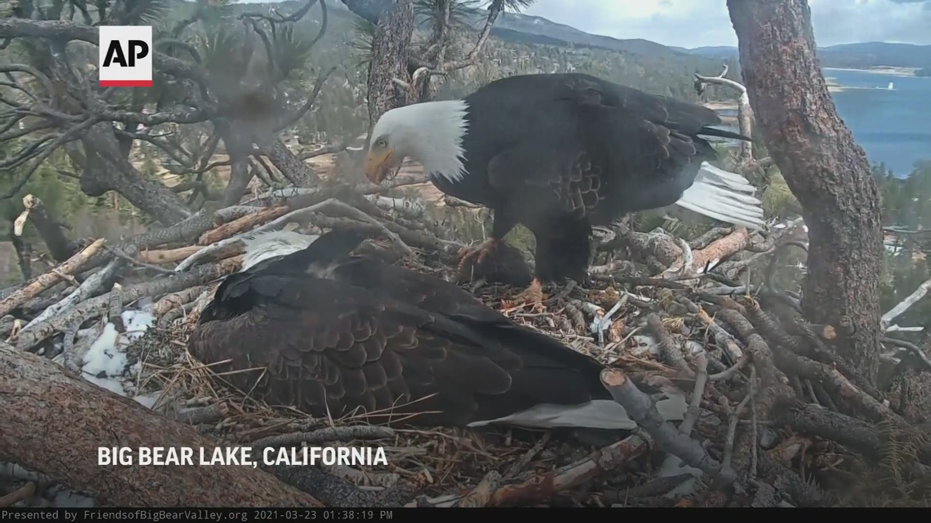A pair of bald eagles had a noisy exchange at their nest in the Southern California mountains Tuesday, where they are incubating a single egg.