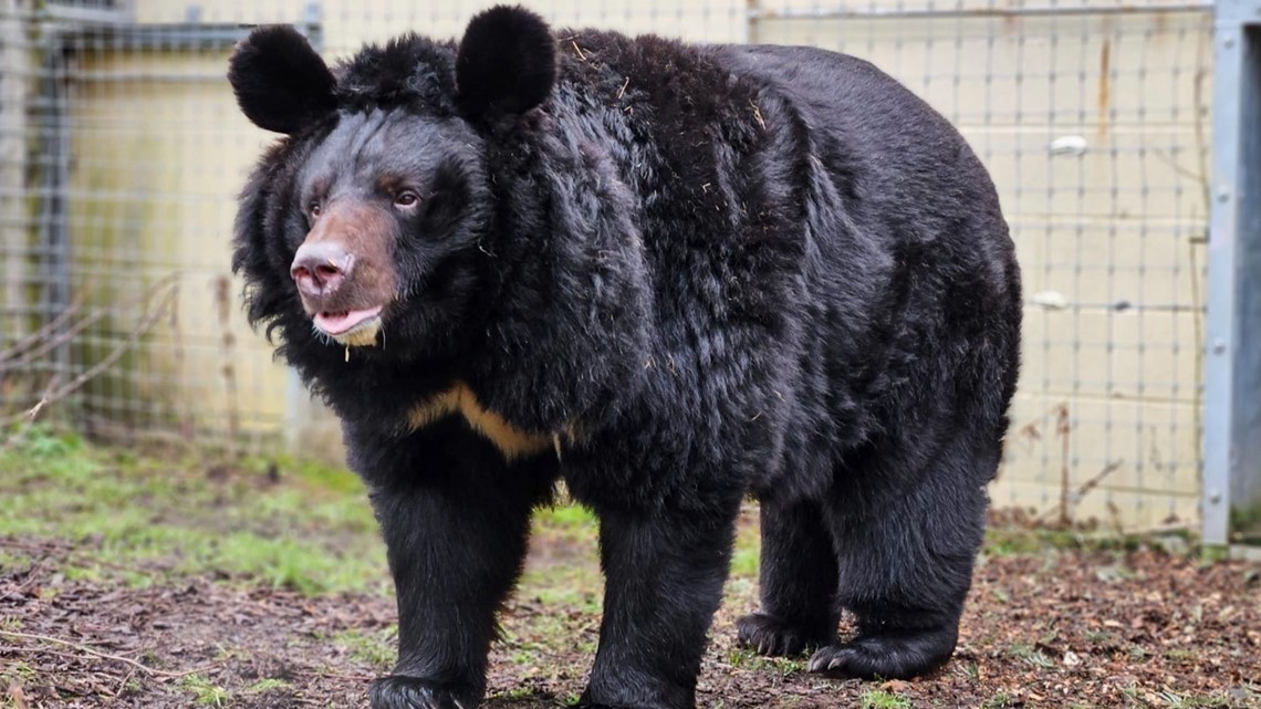 Refugee bear from bombed-out Ukraine zoo finds new home - Vimarsana News