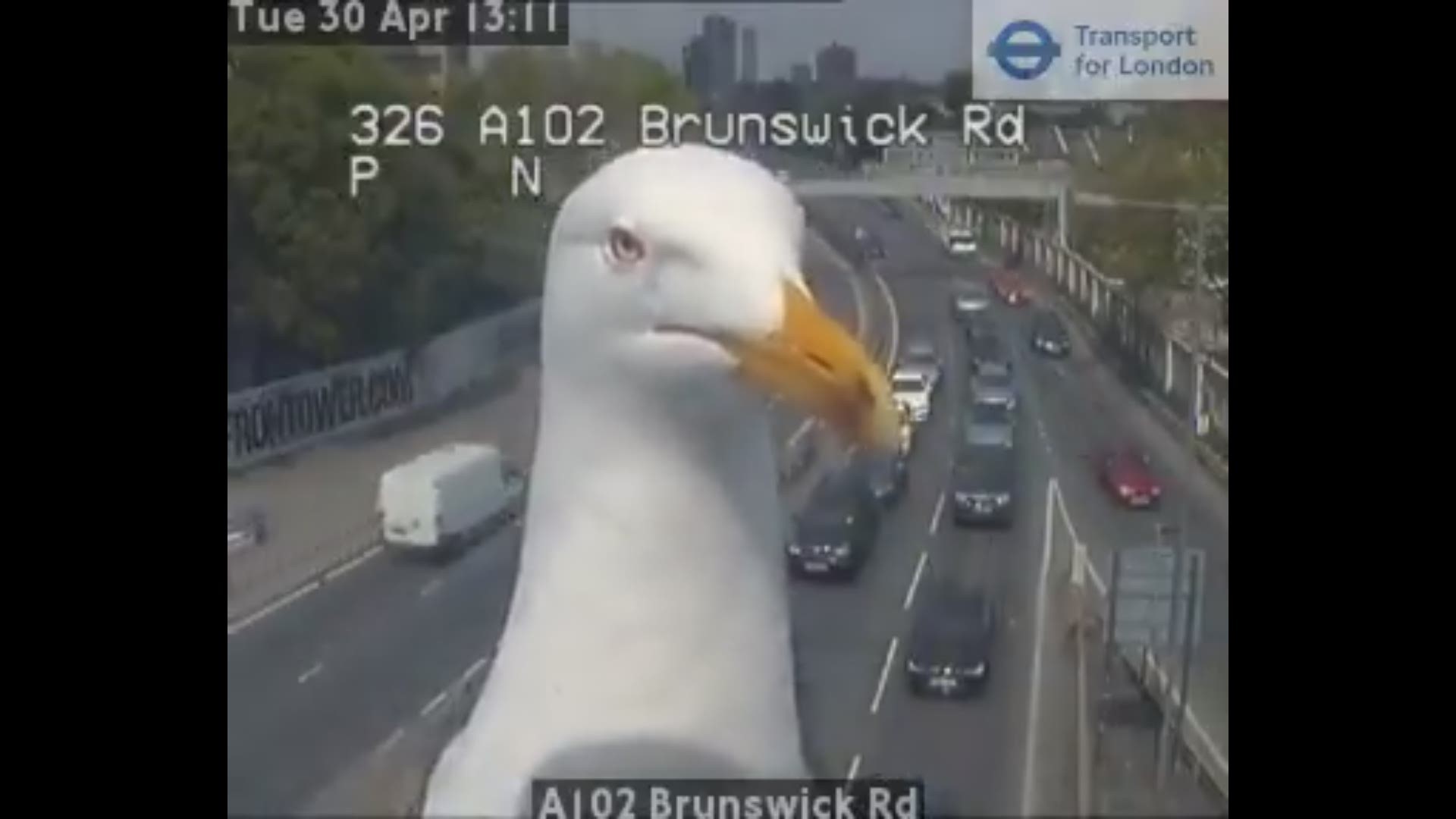 A seagull sits in front of a London traffic camera. This bird and a companion have become social media stars in the UK. (TFL Traffic News)