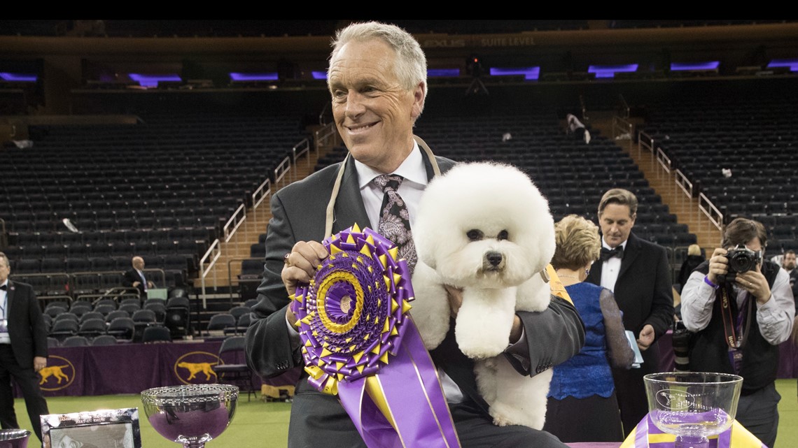 Westminster dog show: Dog handler Bill McFadden hurt in crash - Vimarsana News