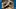 New COVID origins data point to raccoon dogs in China market