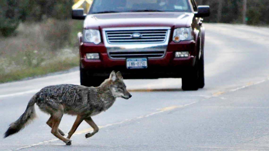 Are there wolves in the Northeast region?