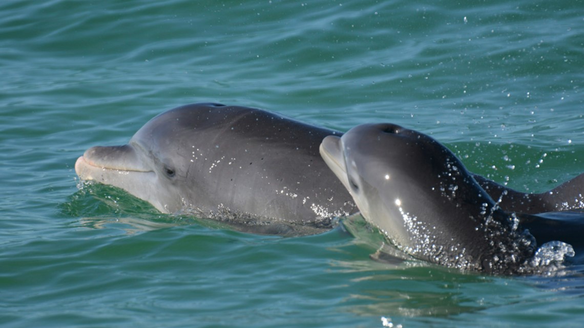 Dolphin moms use 'baby talk' just like humans - Vimarsana News