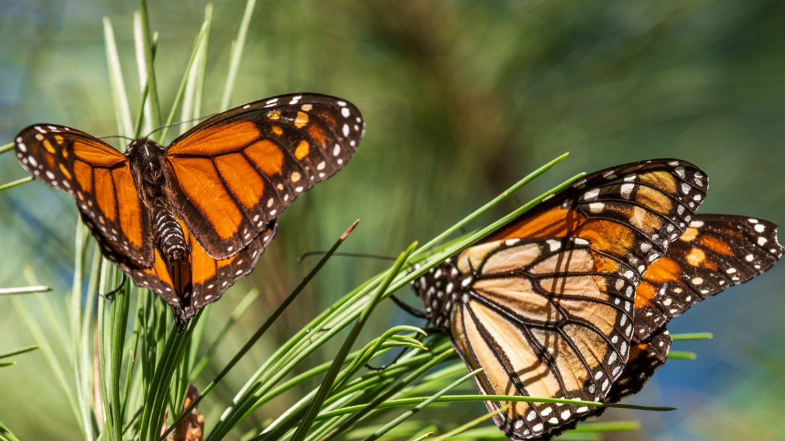Monarch butterflies listed as endangered, population dwindles - Vimarsana News