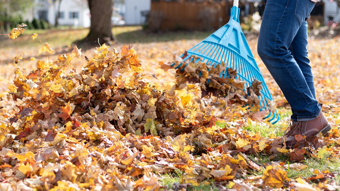 should-you-rake-your-leaves-wzzm13