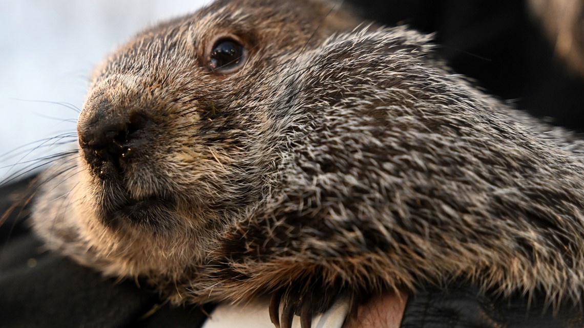 When is groundhog day? | wzzm13.com - Vimarsana News