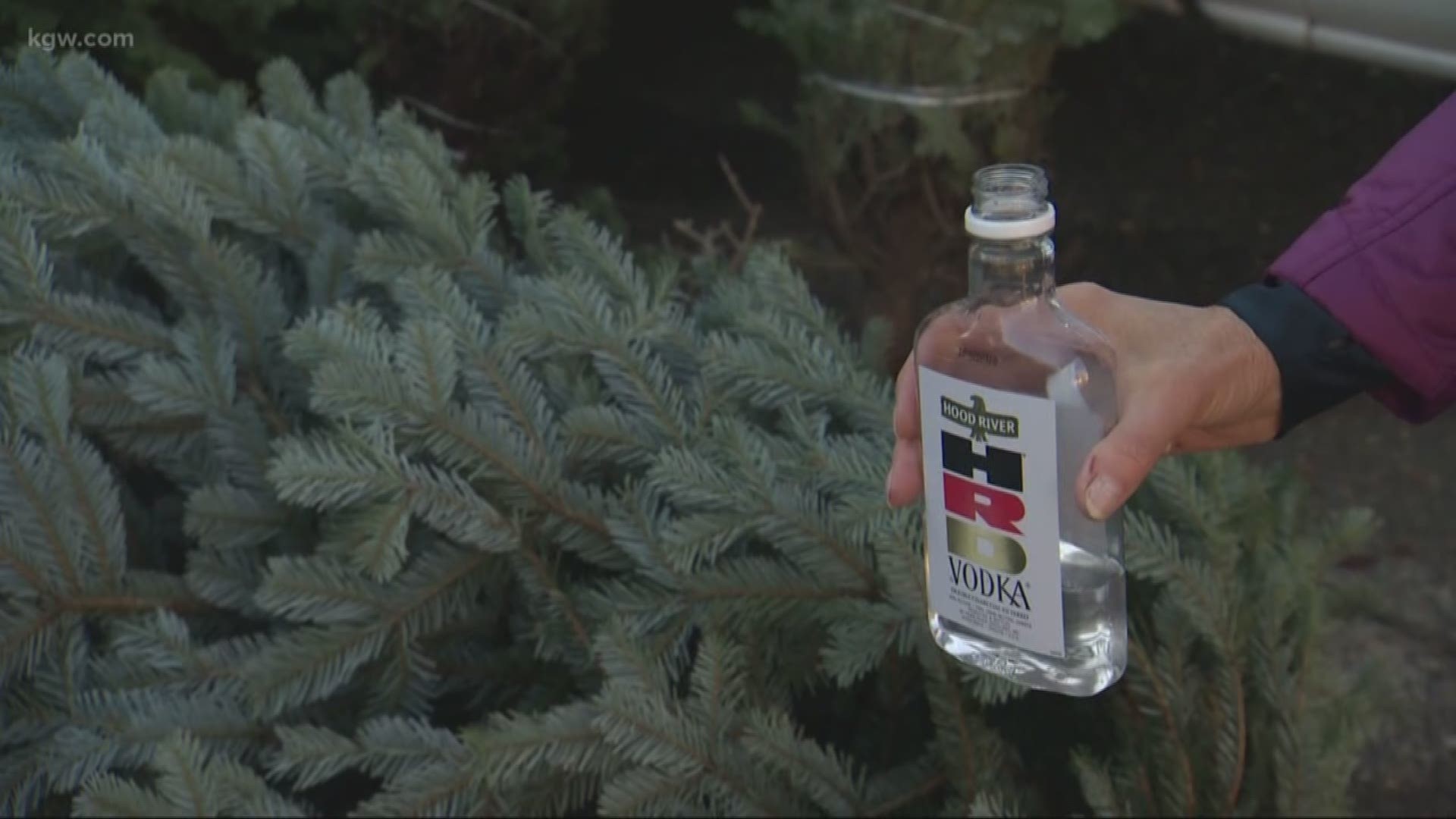 KGW's environmental reporter Keely Chalmers spoke to a Christmas tree expert to find out what works and what doesn't.