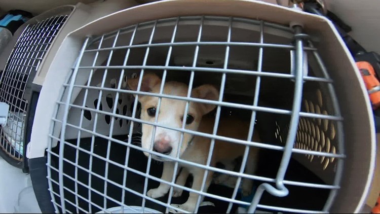 Muskegon animal shelter rescues dogs displaced by Hurricane Ian