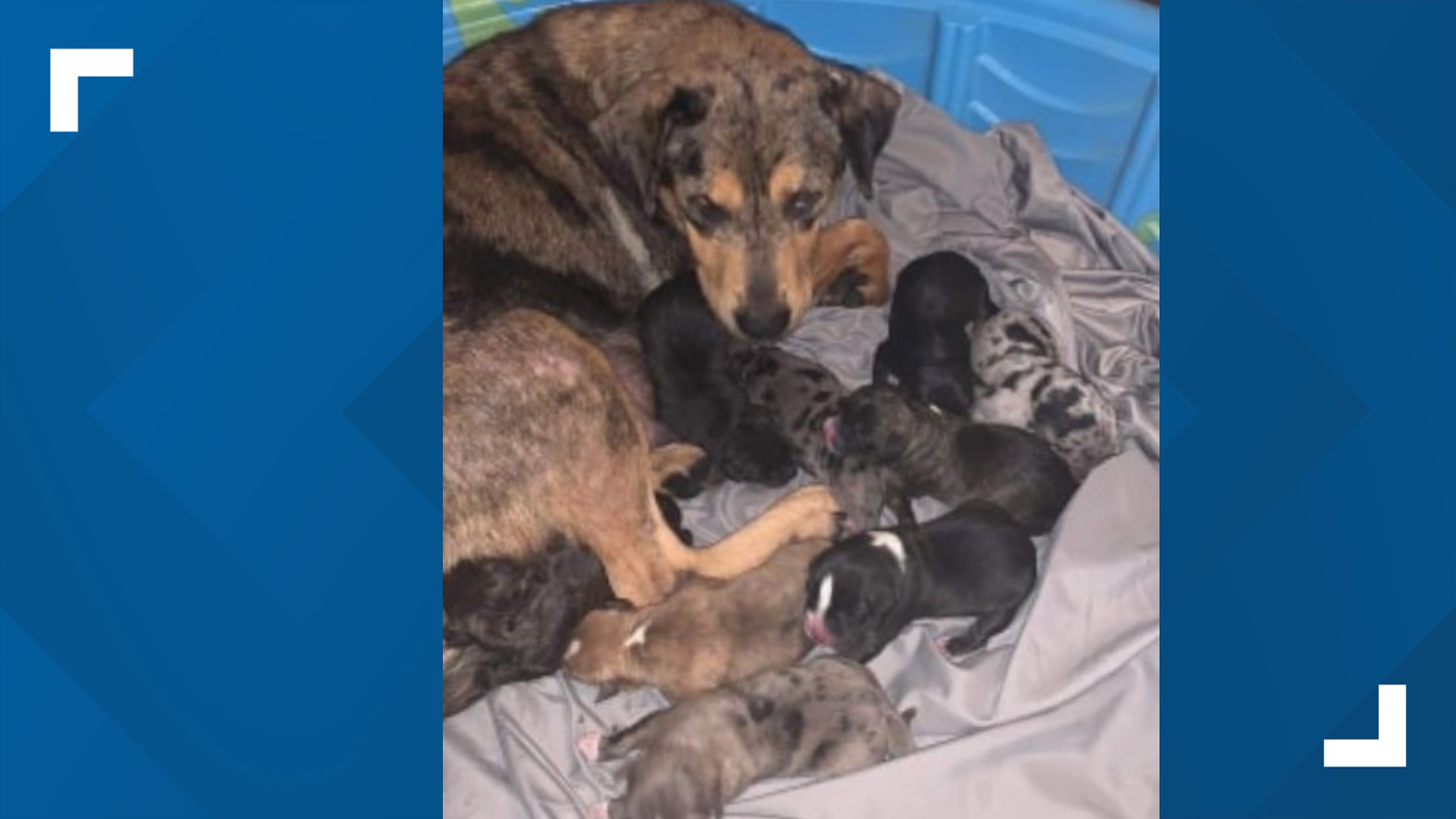 Dog rescue group from Corpus Christi saves a furry family from high