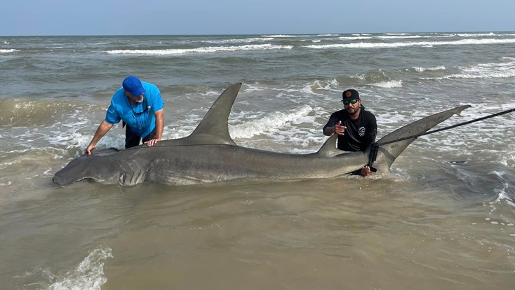 Anglers reel in massive 14-foot shark on Padre Island