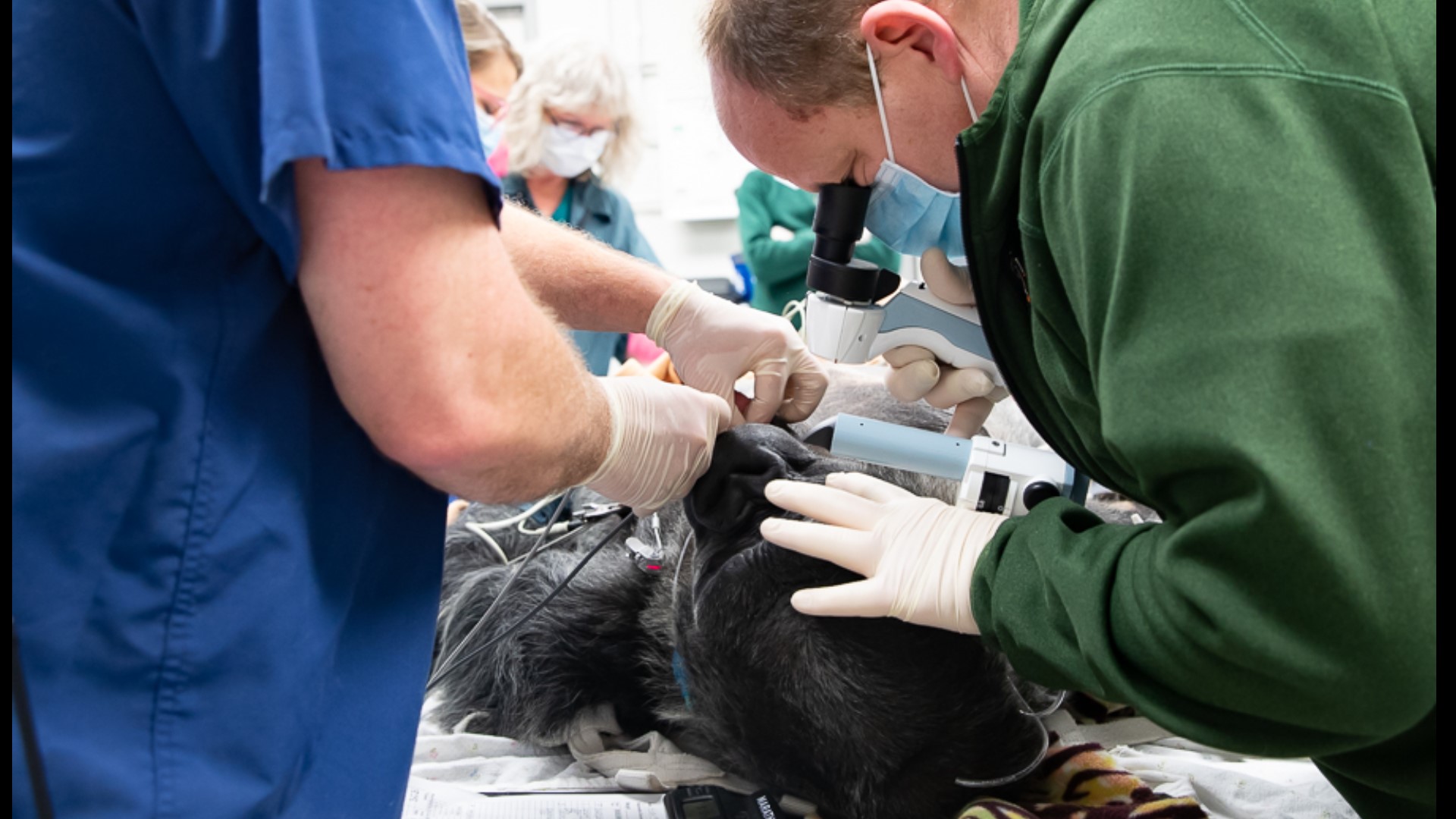 The oldest gorilla at Woodland Park Zoo is recovering from a veterinary procedure.
