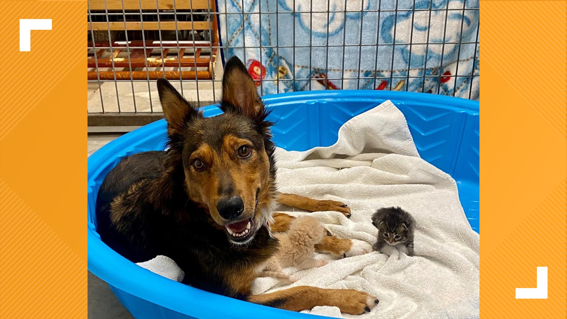 After losing her puppies, Georgia the dog takes in some orphaned kittens at a Phoenix shelter.