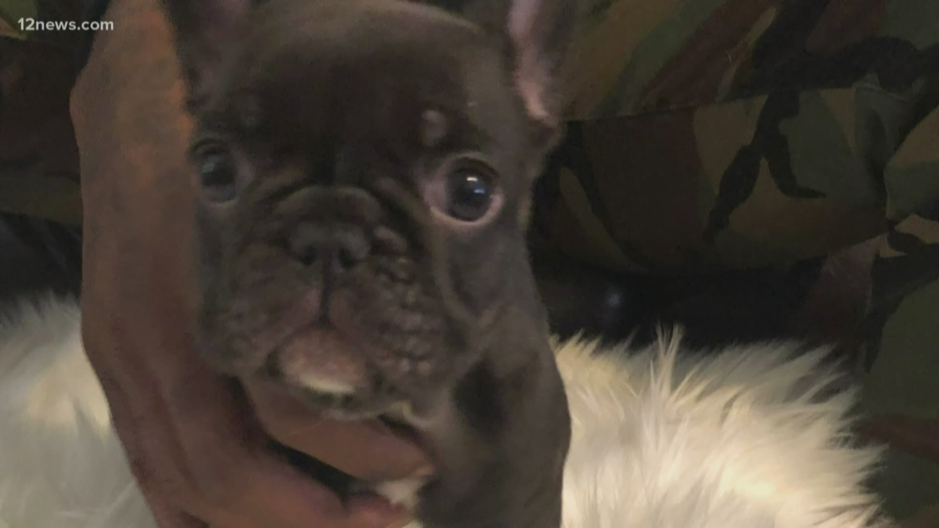 Woman Accused Of Speeding Off With 3 500 French Bulldog Puppy Wzzm13 Com