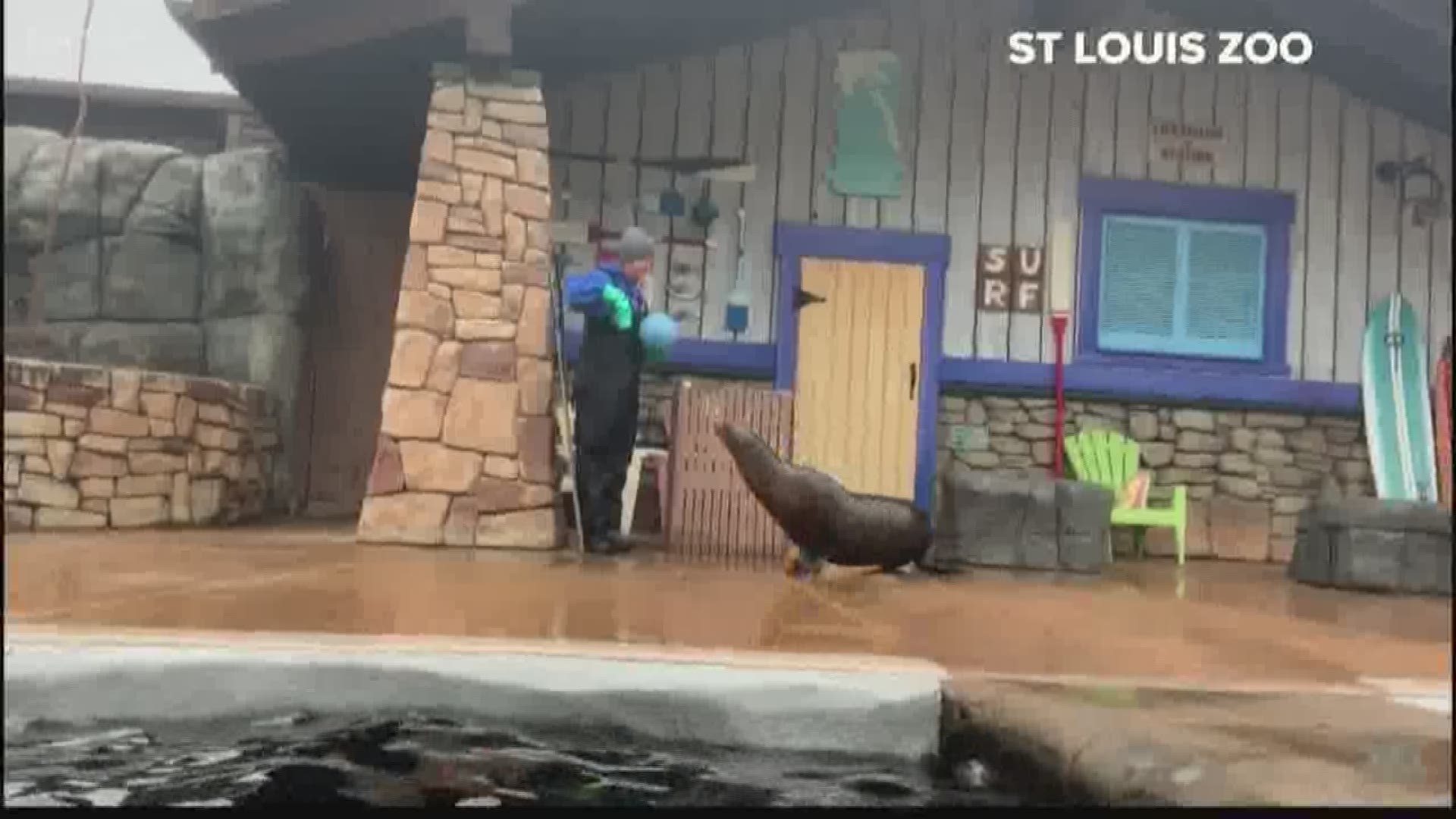 Saint Louis Zoo | Sea lion plays with ball at closed zoo | wcy.wat.edu.pl