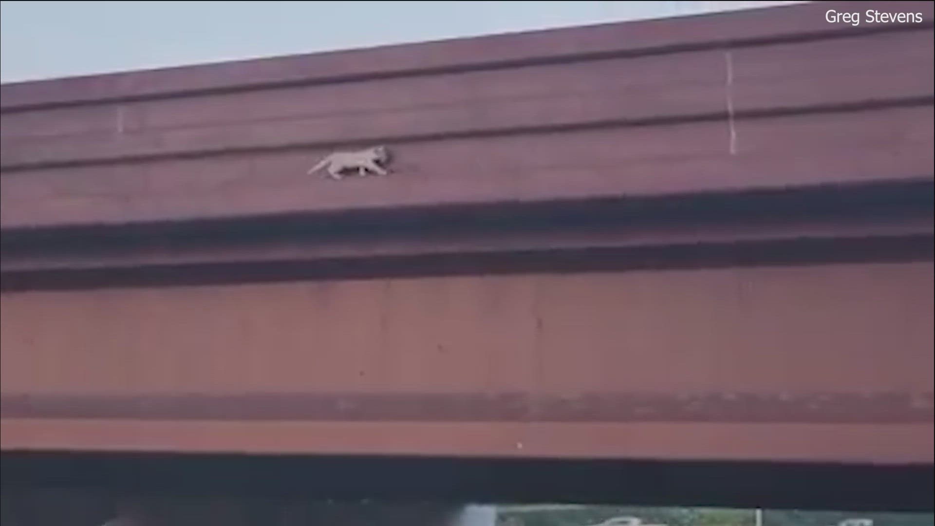 A feline rescue was caught on camera. A KVUE view spotted a kitten in a dangerous spot on the Montopolis bridge and decided to spring into action.