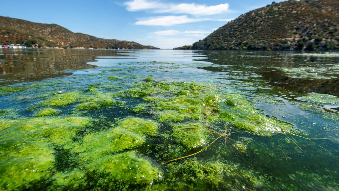 Водоросли озера