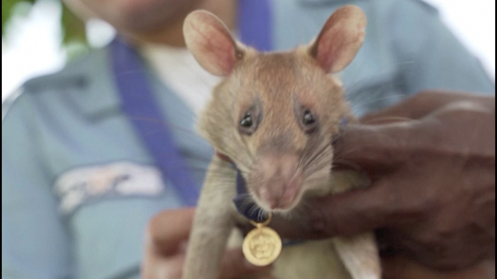 This rat received a gold medal for bravery and it was well deserved. Veuer's  Keri Lumm has more.