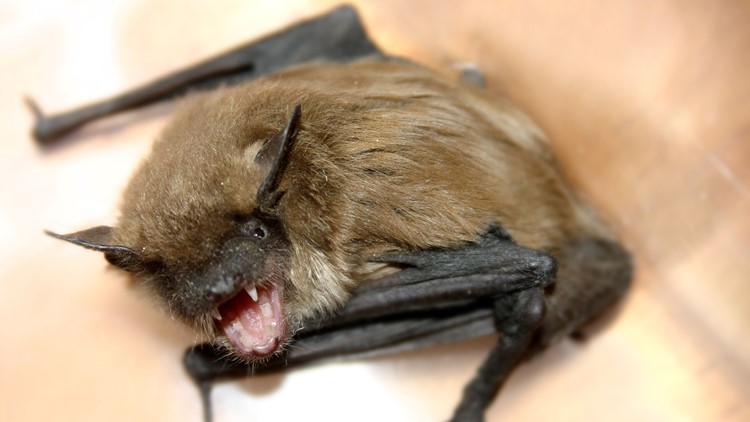 Rabid Bat Found In Muskegon County Home Wzzm13 Rabid Bat Found In Muskegon County Home