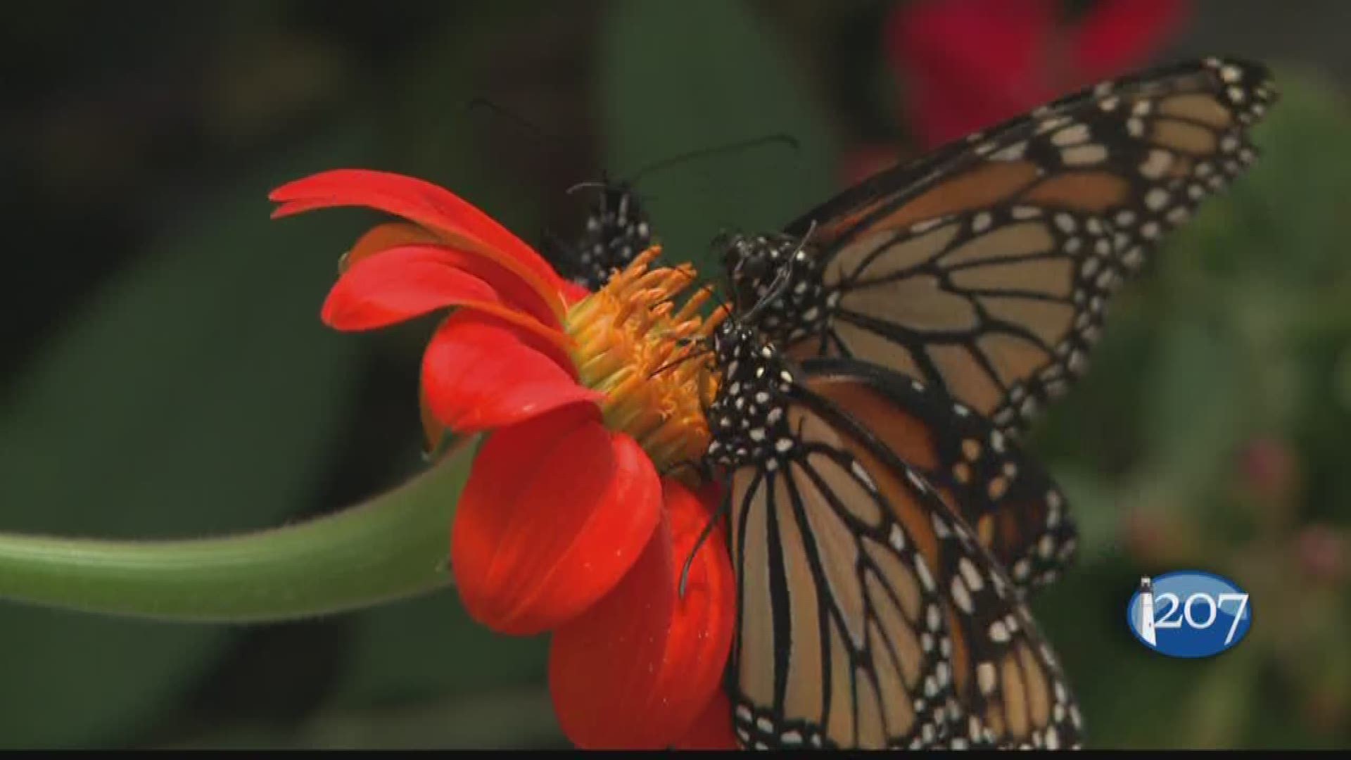 The butterflies of Mark's Lawn and Garden