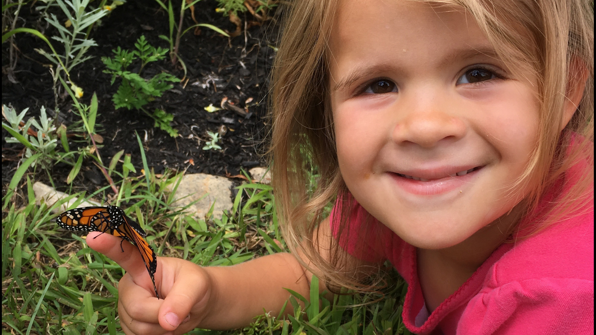 A good showing of monarch butterflies this summer in Maine is a good sign for the pollinator that has had a drastic decline in population over the last 20 years. But is it ok to raise them at home?