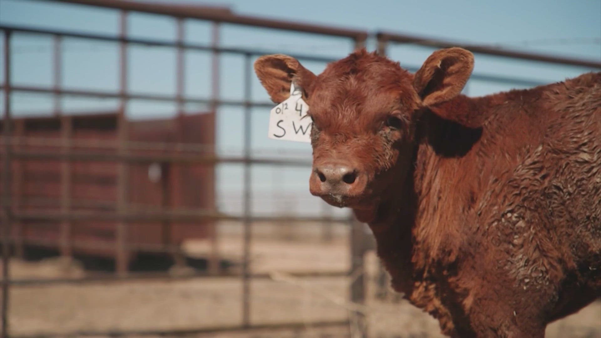 85% of cattle in the state of Texas are on land in the Panhandle. Thousands died in the fires, and the situation will only get worse, agriculture experts say.