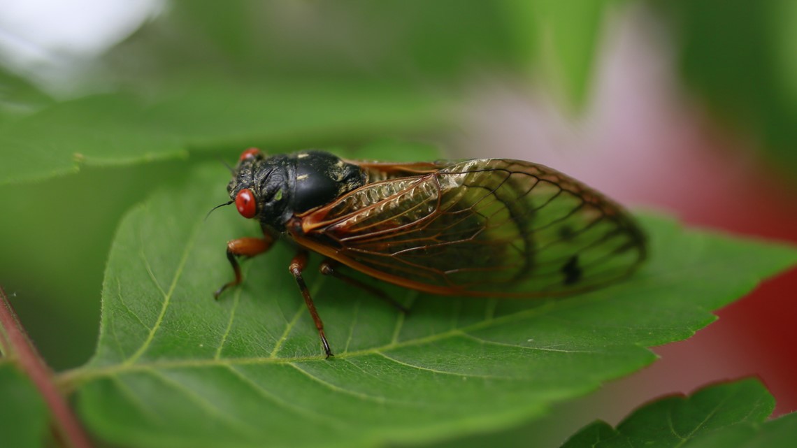 pix Brood X Cicadas 2021 Michigan Map years underground brood x cicadas set