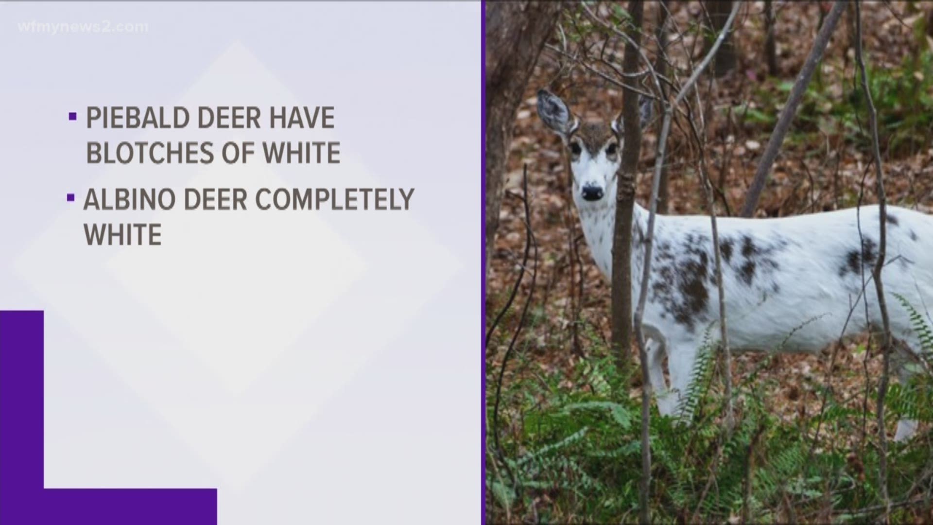 Gary Frazier spotted a rare piebald deer standing in a wooded area and quickly snapped some photos.