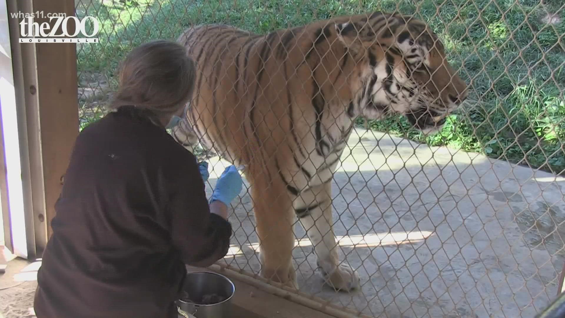 The donated Zoetis vaccine is a two-shot series, and the Louisville Zoo is one of 70 zoos to receive the vaccine.