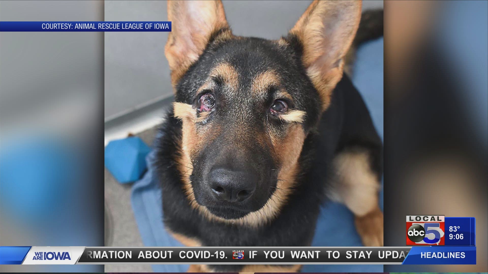 The Animal Rescue League of Iowa is looking for help when it comes to caring for a puppy with eye problems.