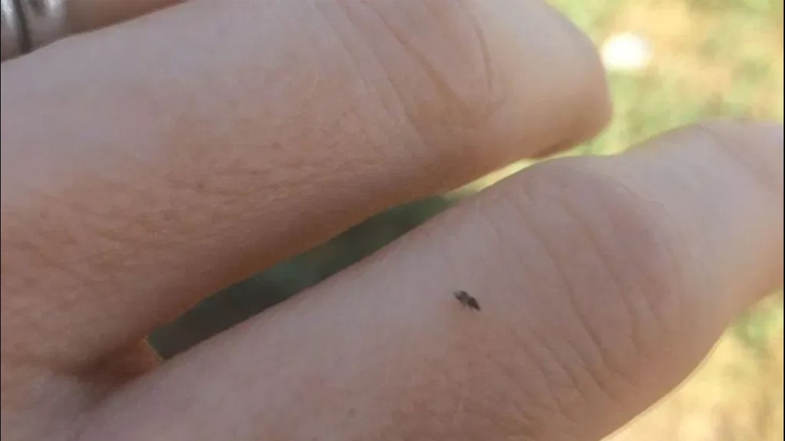 The tiny black bug with a huge bite | wzzm13.com