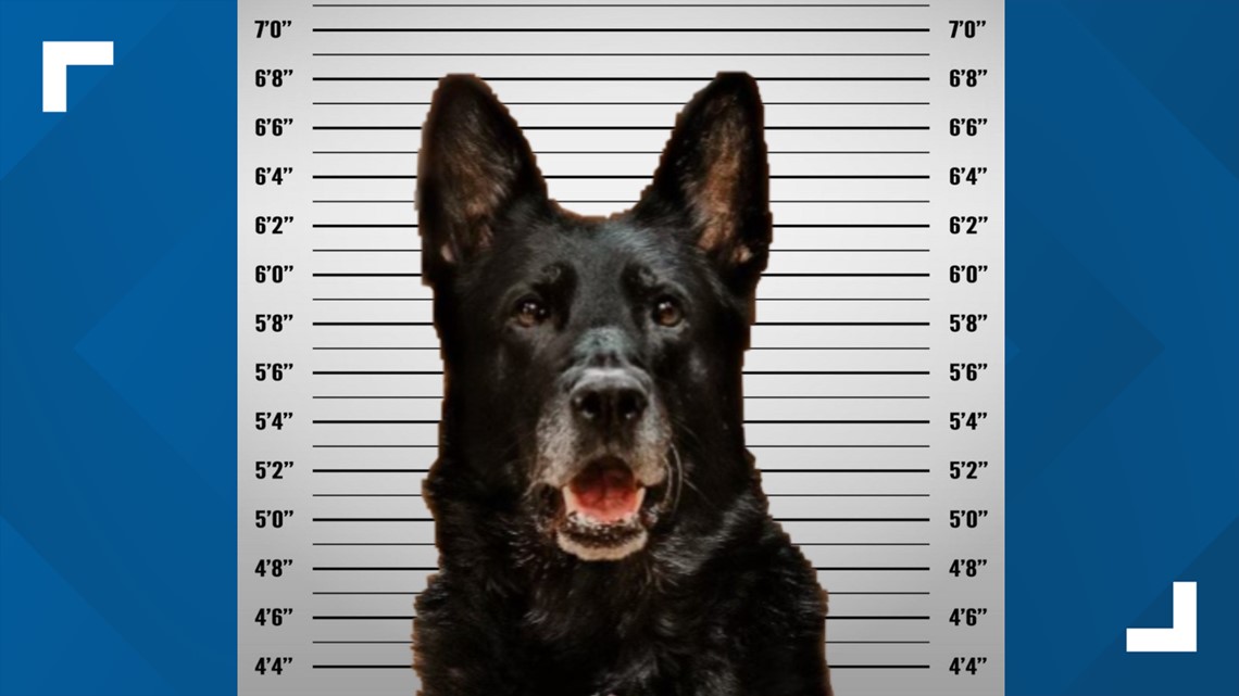 Michigan K-9 cleared after light-hearted theft investigation - Vimarsana News