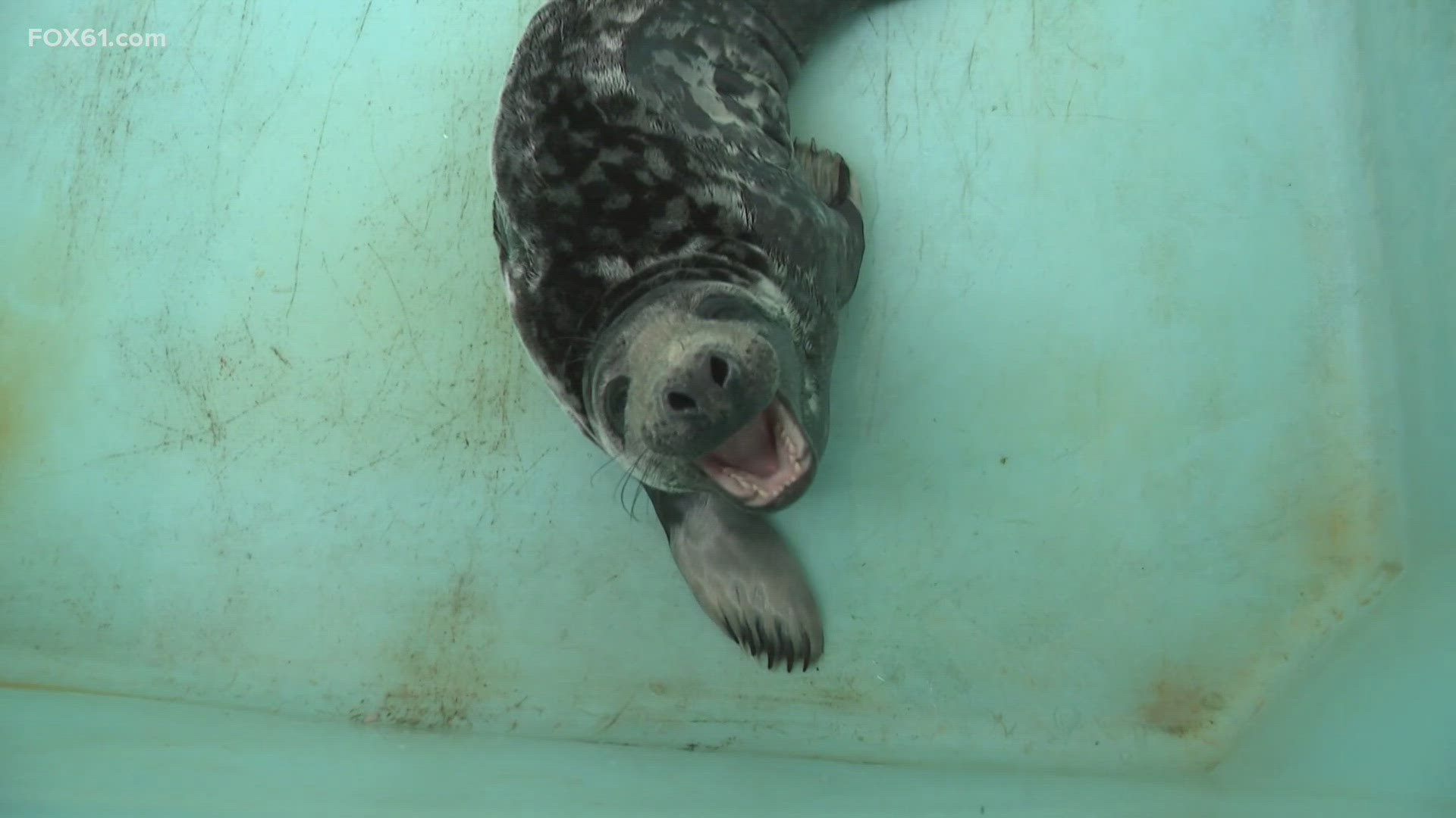 Seal found in New Haven picked up by Mystic Aquarium