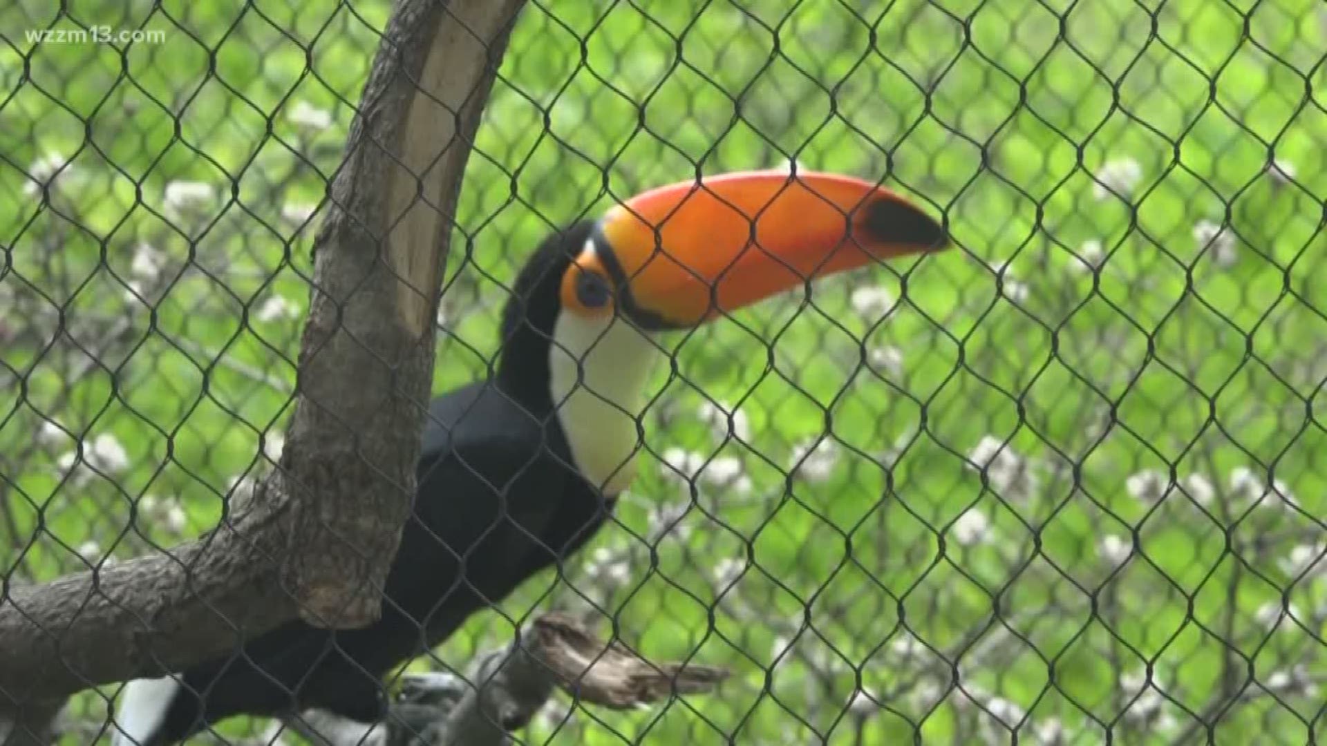 John Ball Zoo welcomes pair of toucans