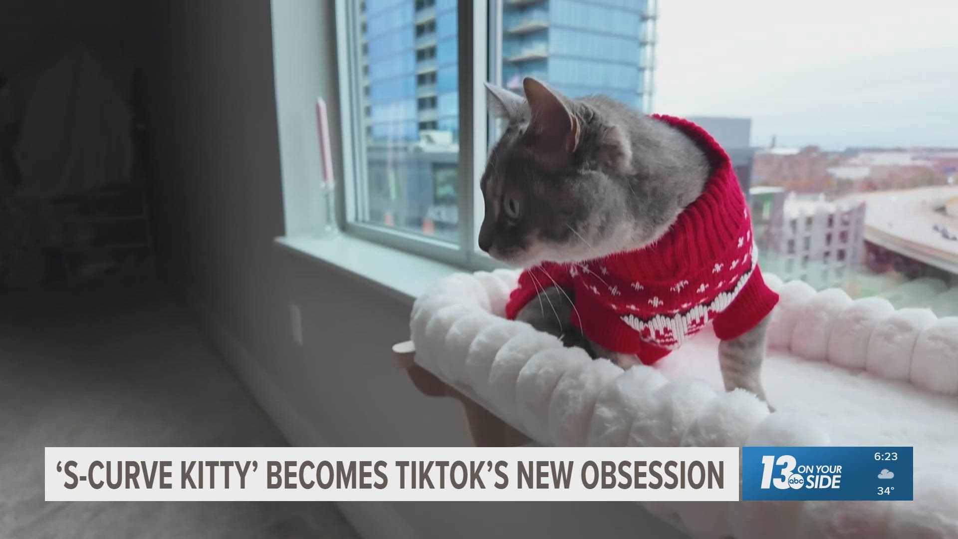 S-Curve Kitty' is TikTok's newest obsession | wzzm13.com