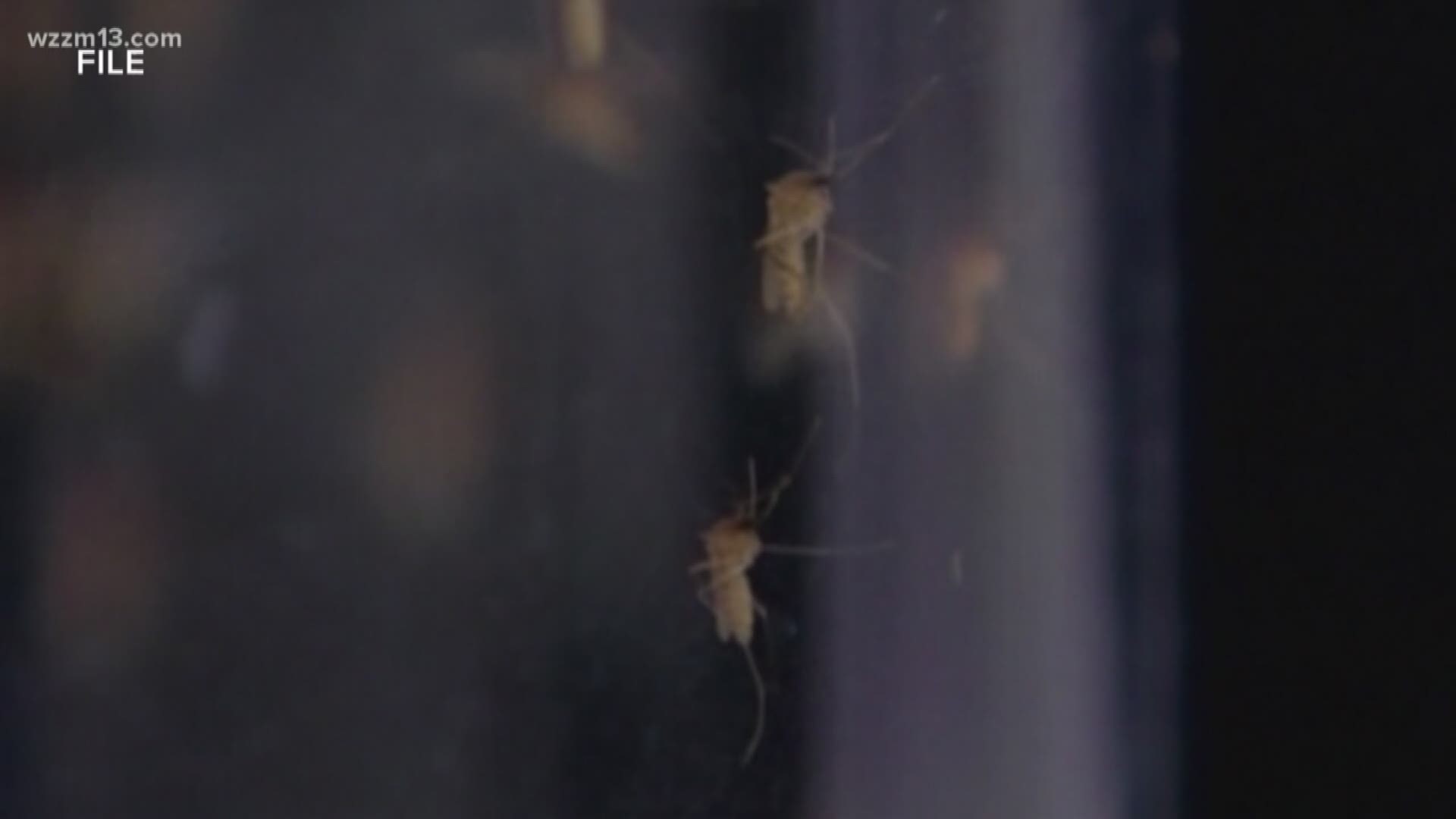 West Nile virus death reported in Allegan County