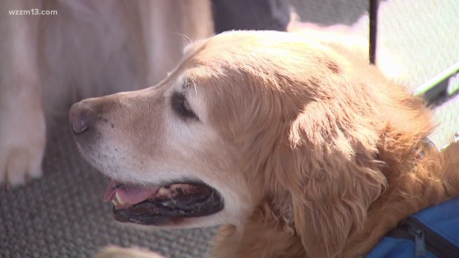 Therapy dogs introduced in Kent County