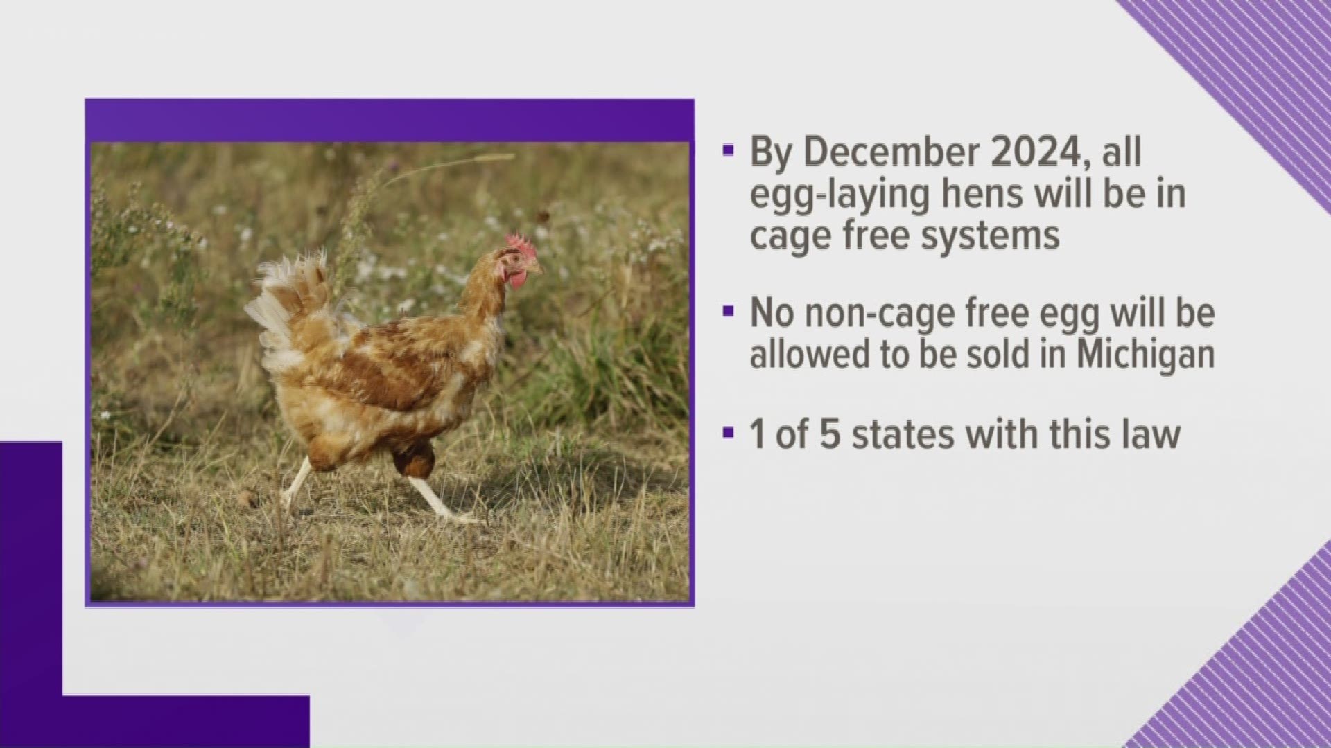 The law will also prohibit non-cage-free eggs from being sold in Michigan starting in 2025.