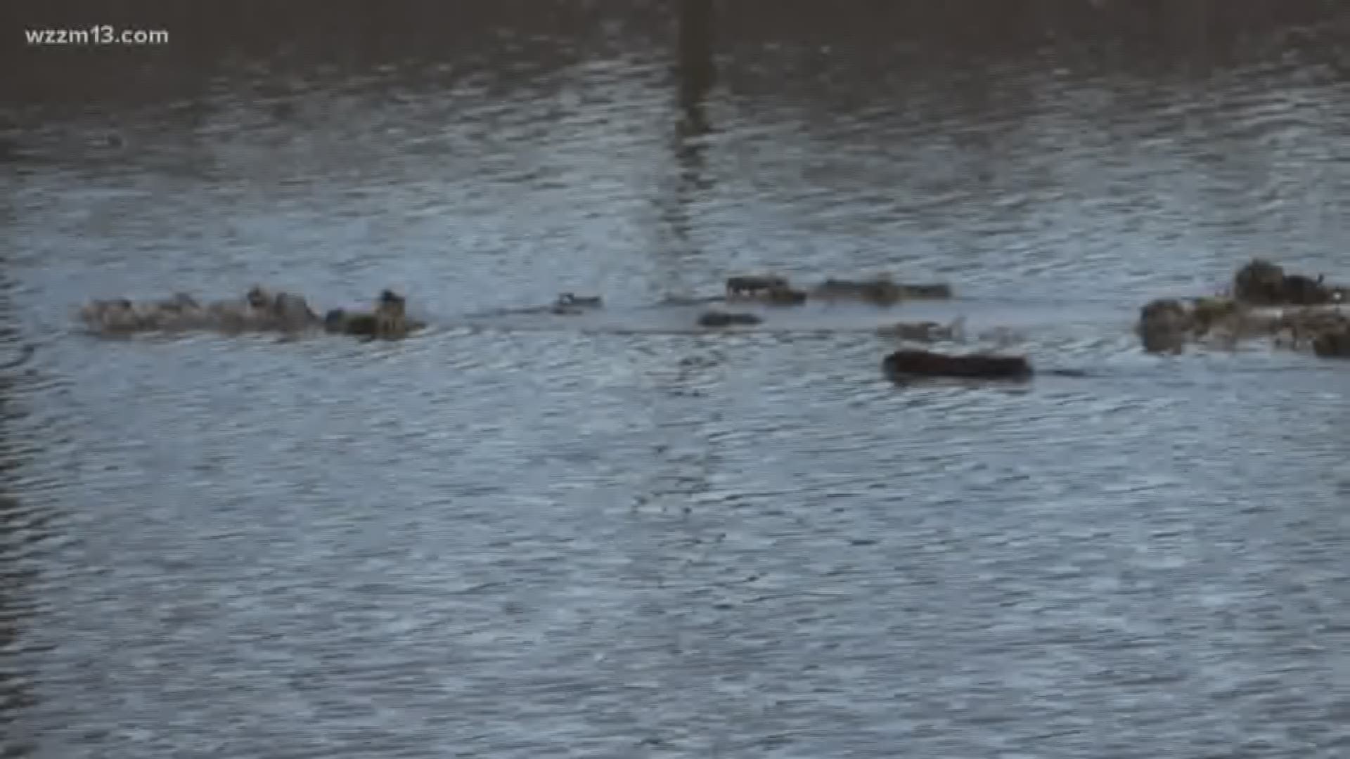 Beaver swims over Ottawa County Road