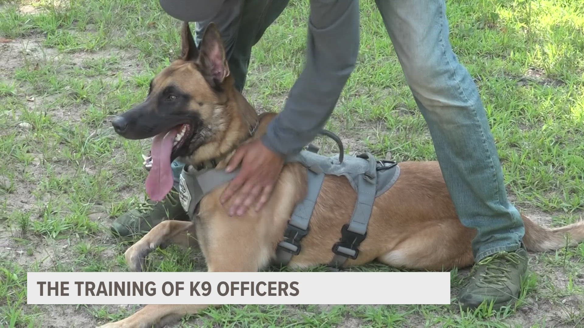 After a GRPD K9 was severely injured after a crash, 13 On Your Side takes a closer look at the relationship between these dogs and their departments.