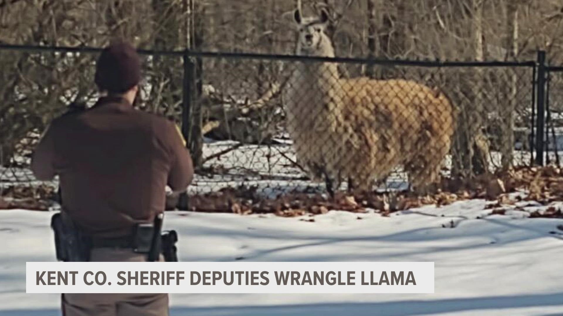 The llama was caught at Forest Hills Eastern High School.