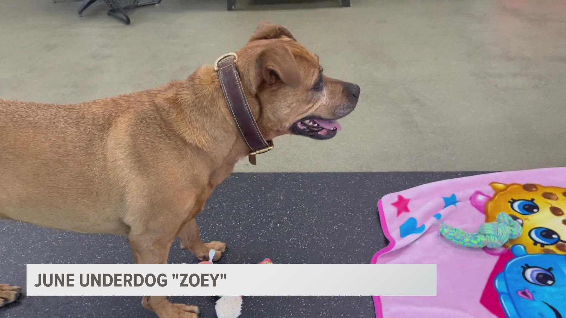 This sweet older girl needs a forever home. Is Zoey the perfect fit for you?